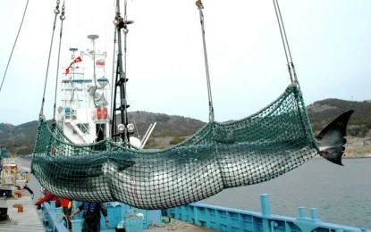 Another dead whale for 'science'...