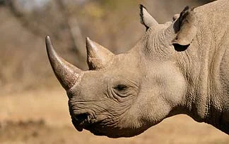 Let the rhino keep his horns...