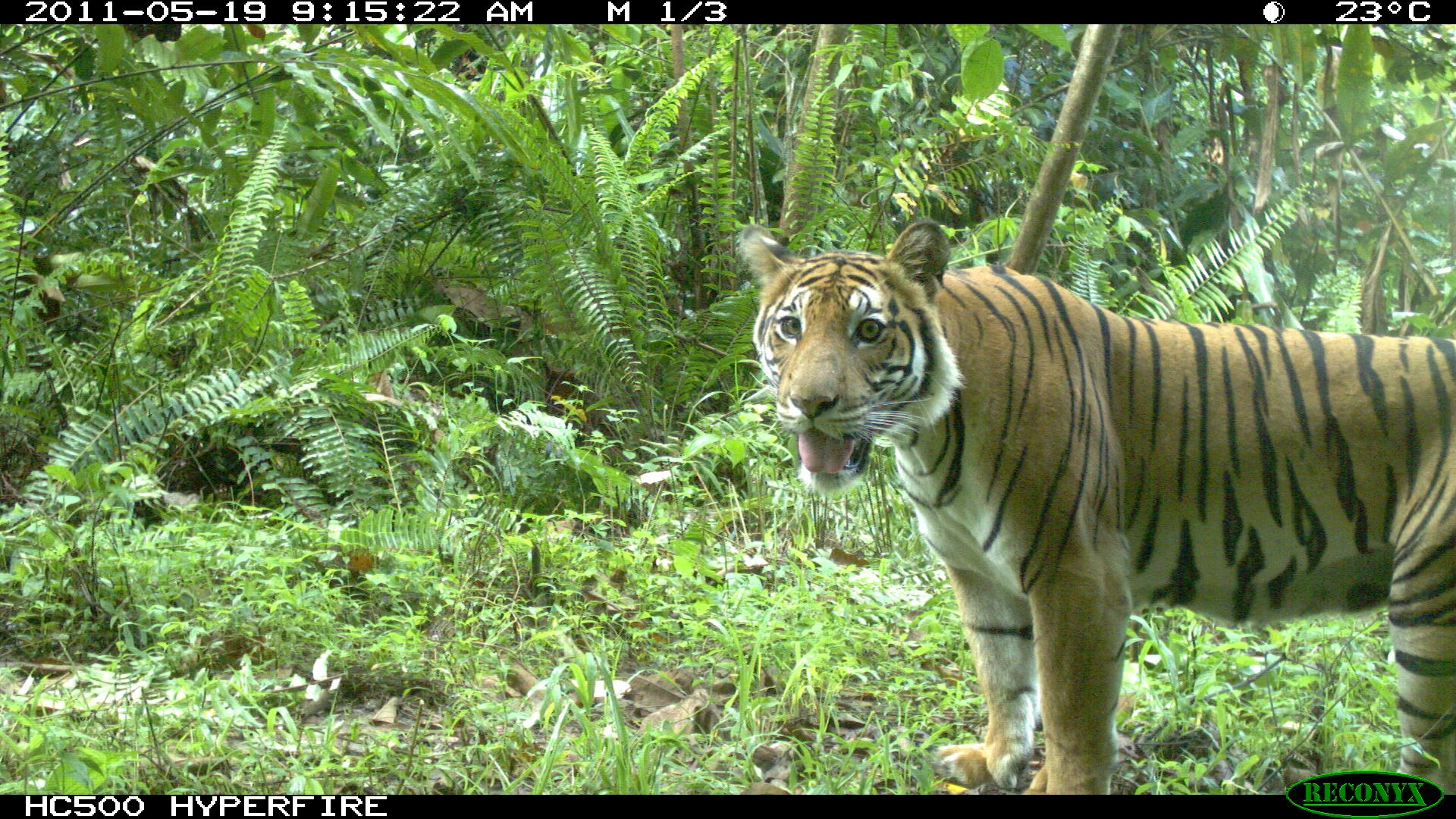 Selangor Park, along with Malaysia's Central Forest Spine, is prime habitat for endangered species (photo by Gopalasamy Reuben Clements)