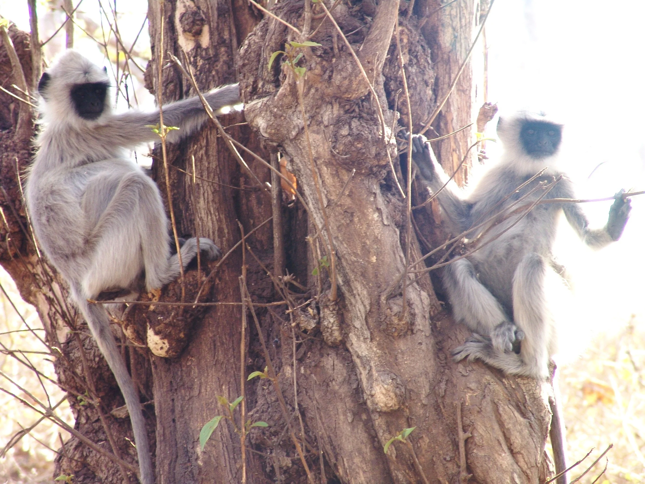 Debate ahead for imperiled forests...