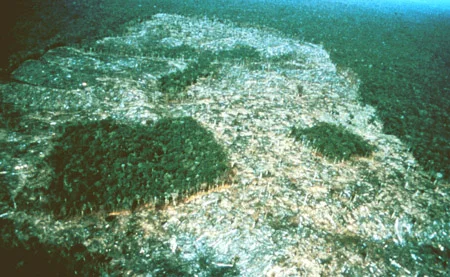 Forests behaving in very peculiar ways (photo by R. O. Bierregaard)
