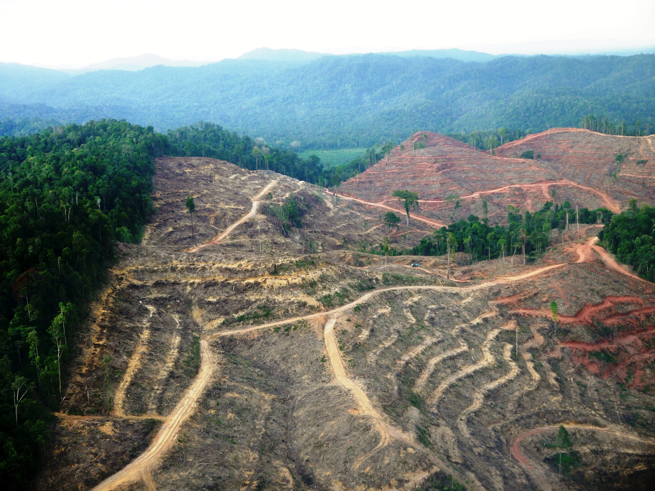 Rainforest clearing in central Sumatra by APRIL (photo by William Laurance)