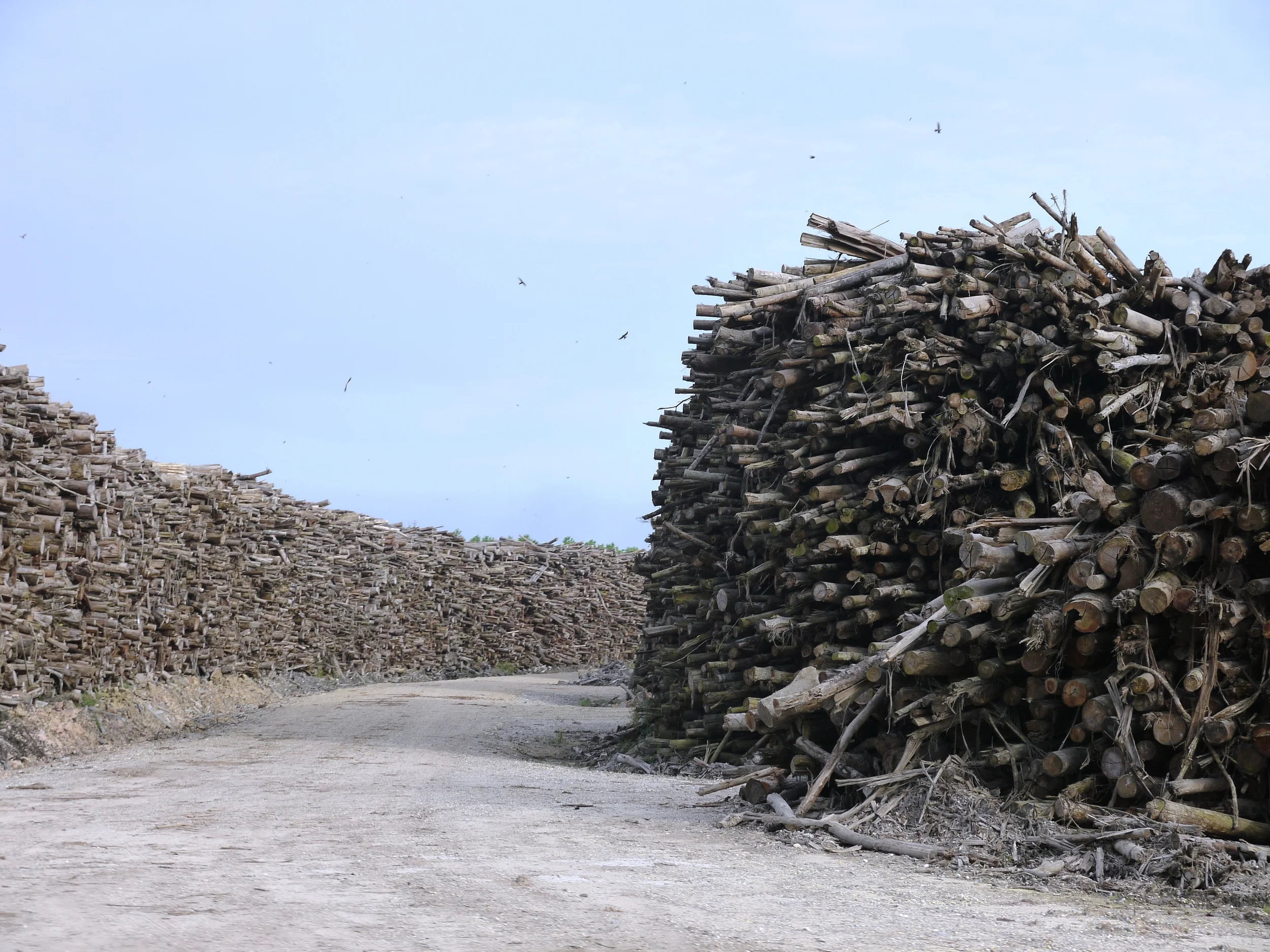 Rainforest timber stacked up outside APRIL's wood-pulp plant in Sumatra (photo by William Laurance)