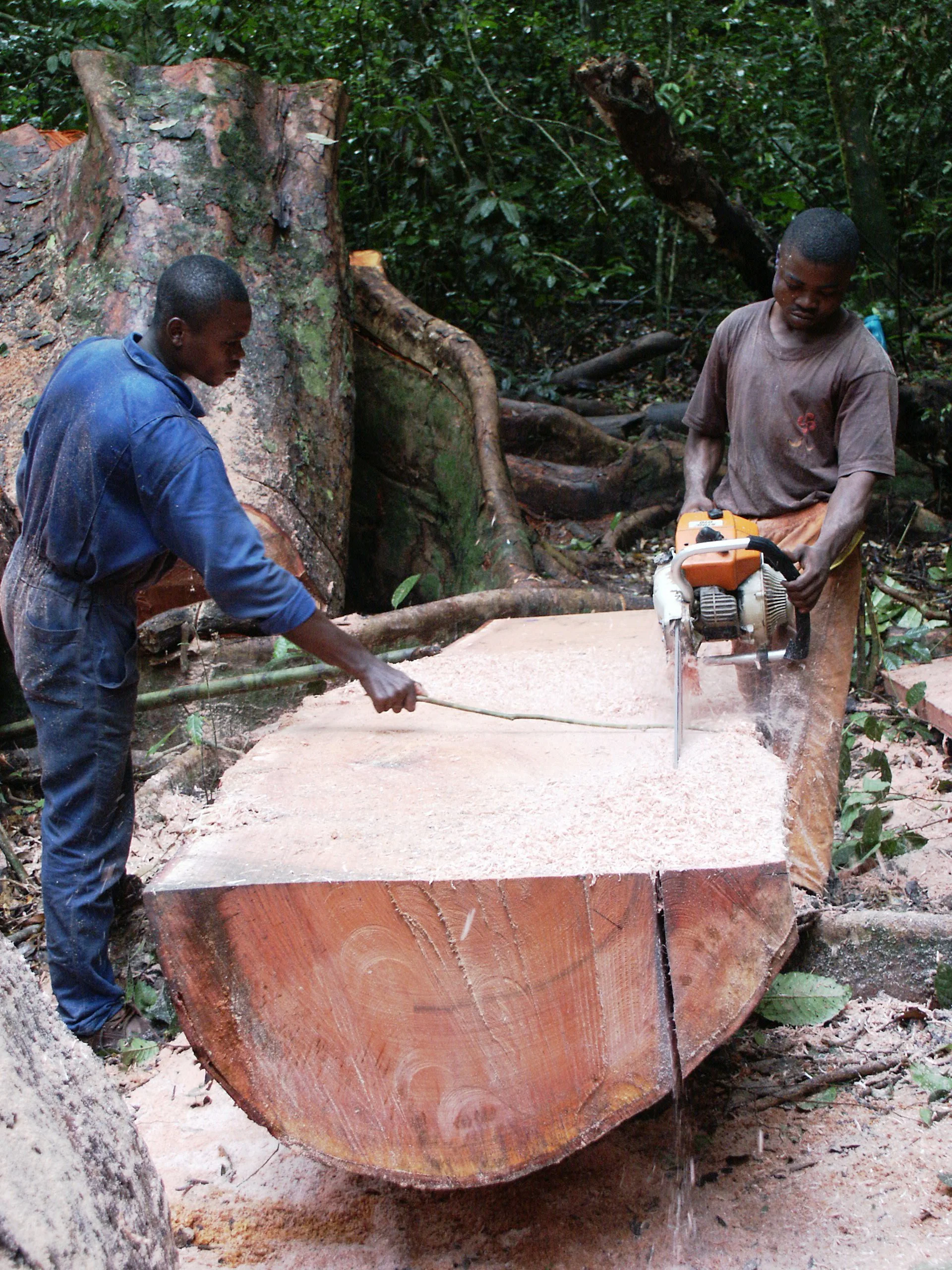 Conservation strategies really are helping (photo by William Laurance)
