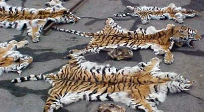 Dying for their skins...
