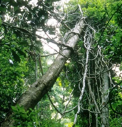 Are vines running amok? (photo by William Laurance)