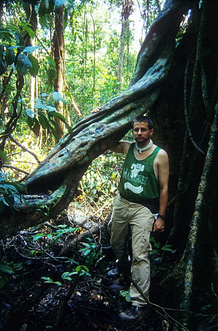 Some woody vines are hefty... (photo by William Laurance)