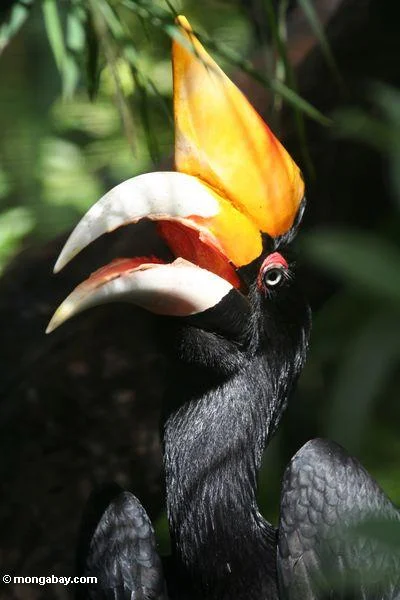 Huge changes ahead... (from Mongabay)