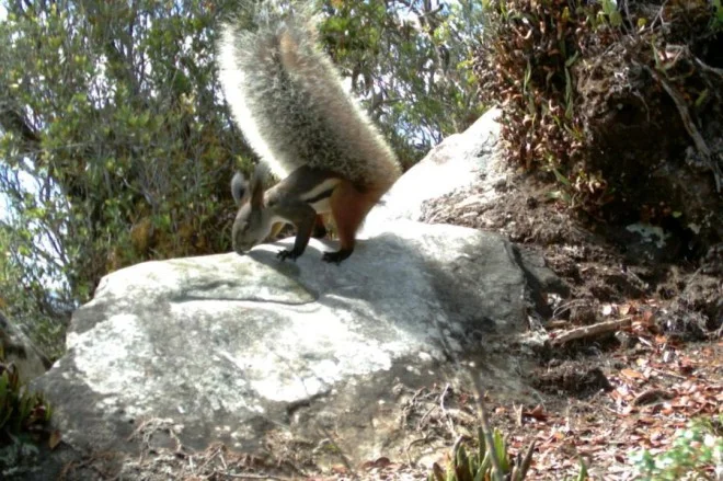 The tail doubles as an umbrella...