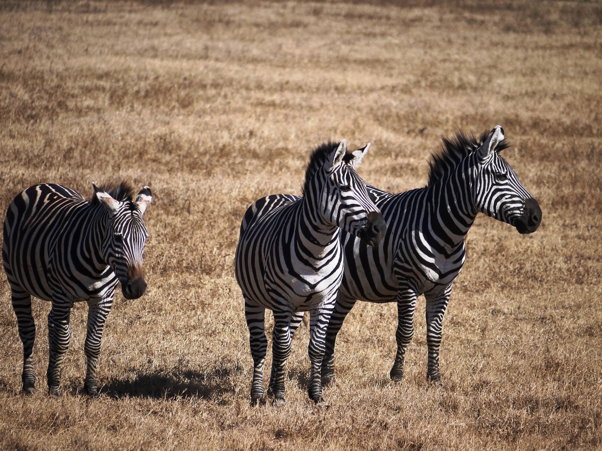 Tough choices ahead... (photo by William Laurance)