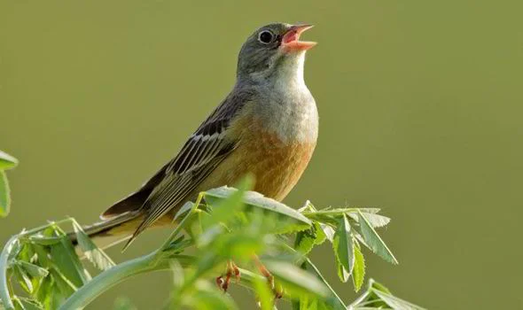No more songs to herald the Spring?