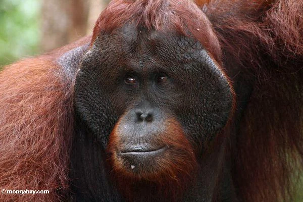 Trouble for orangutans and lots of other species (from Mongabay)