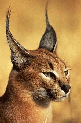 Can you guess what kind of cat this is?