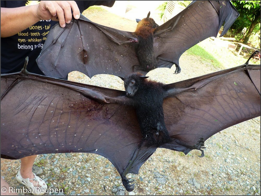 Saving flying foxes in Malaysia