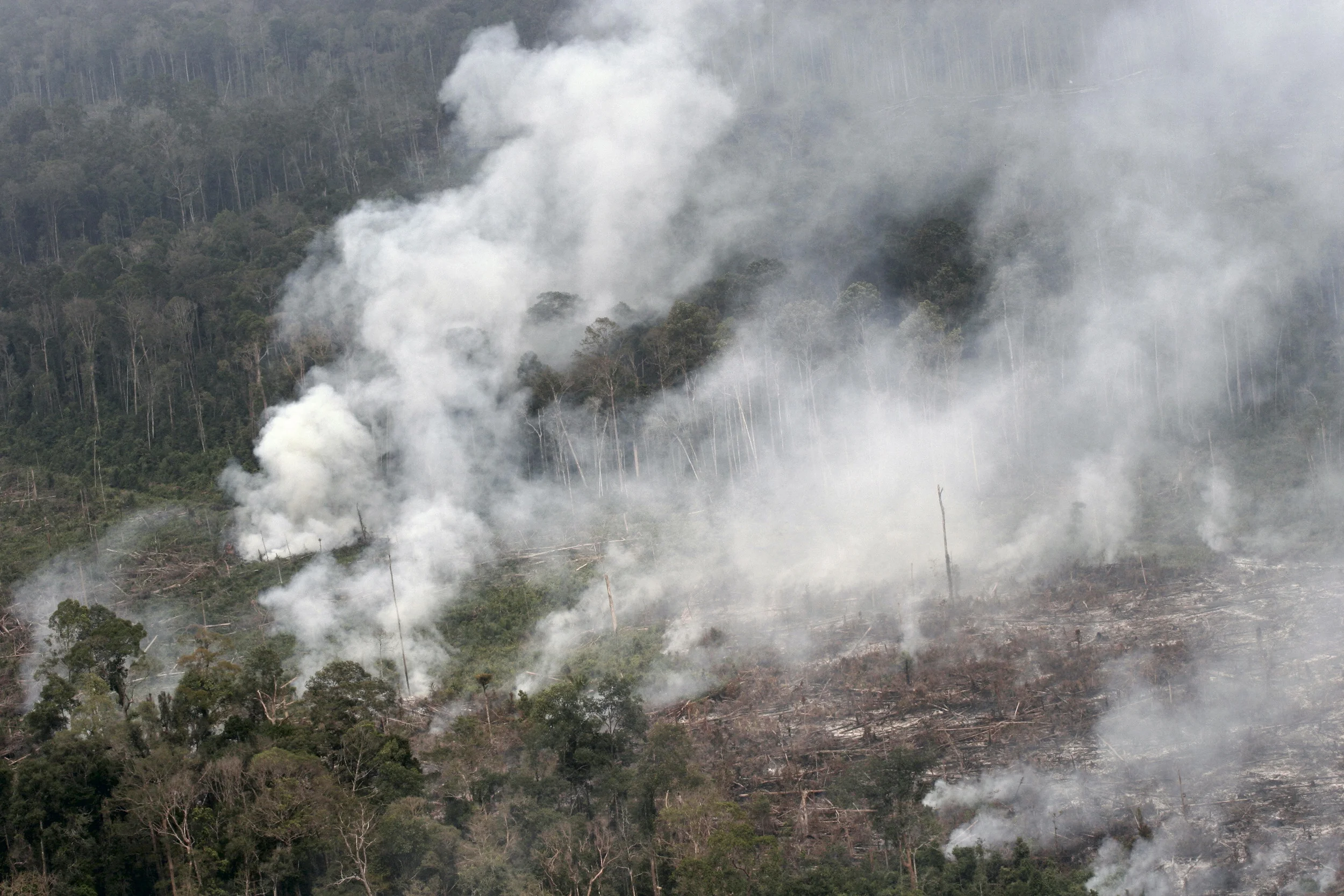 Scary new fire dynamic... (photo by William Laurance)