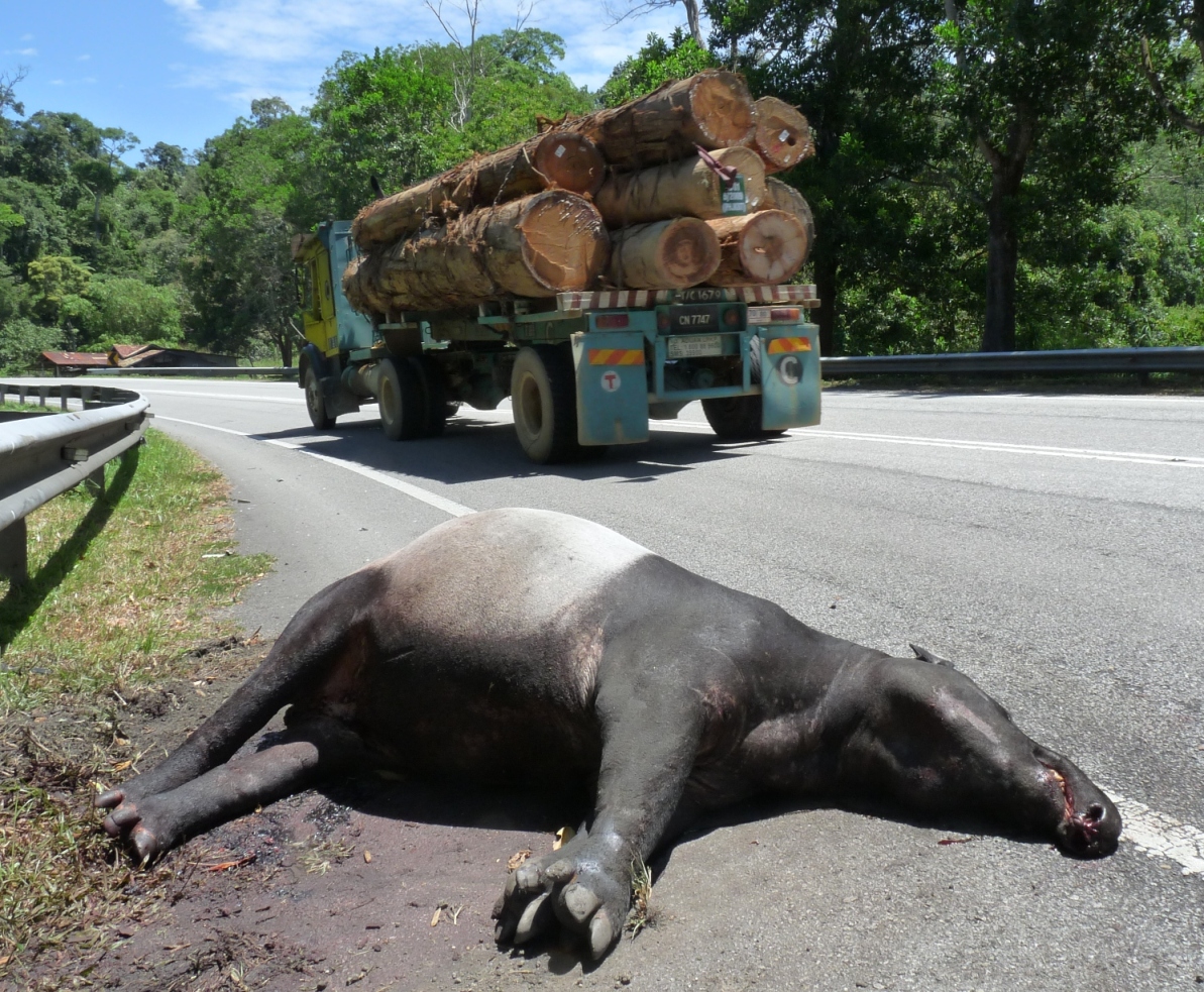 Big roads mean big impacts on wildlife (photo © WWF-Malaysia/Lau Ching Fong)