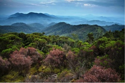 The Congo’s primary forests as seen from Nyungwe National Park, Rwanda (Photo © Liana Joseph)