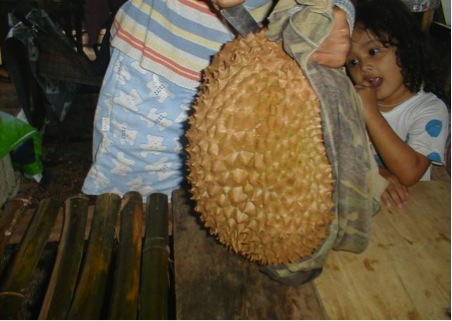 The famous durian fruit, much prized in Southeast Asia (photo from www.molluscan.com)