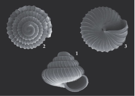 The newly discovered Lafarge snail (from Vermeulen & Marzuki (2014) Basteria 78: 31-34)