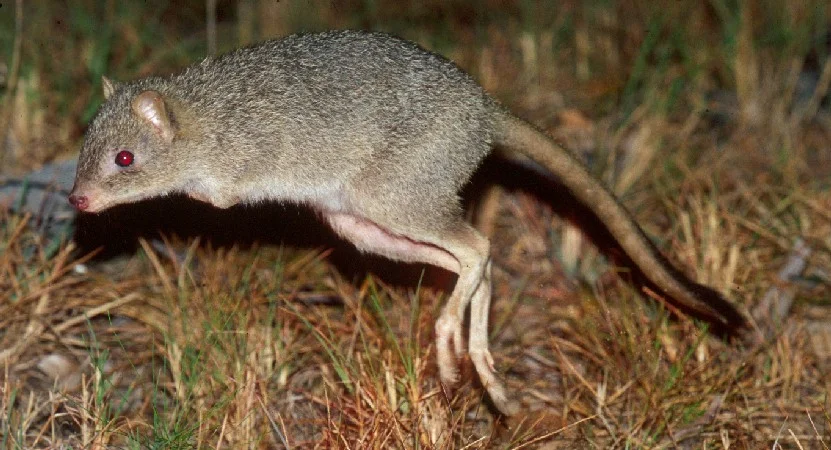 Bye-bye beautiful bettong?
