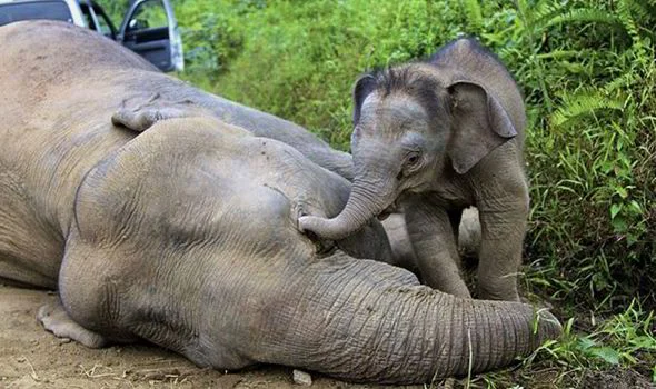 Mom killed by poachers...