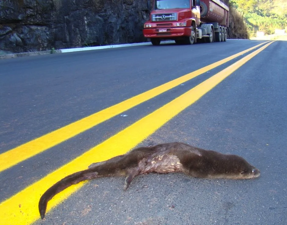 Death-trap for a river otter