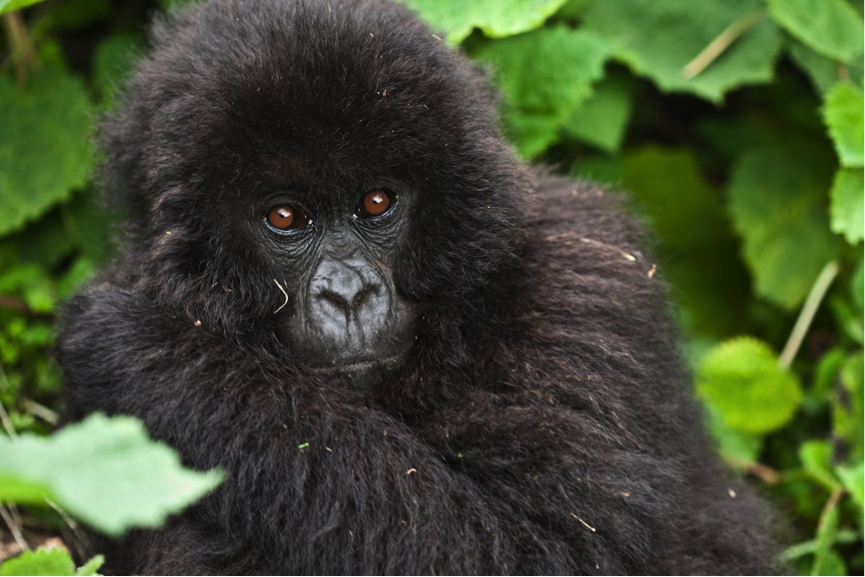 Needs a home: Mountain gorillas now survive in just a few protected areas in East Africa (photo (c) Liana Joseph)