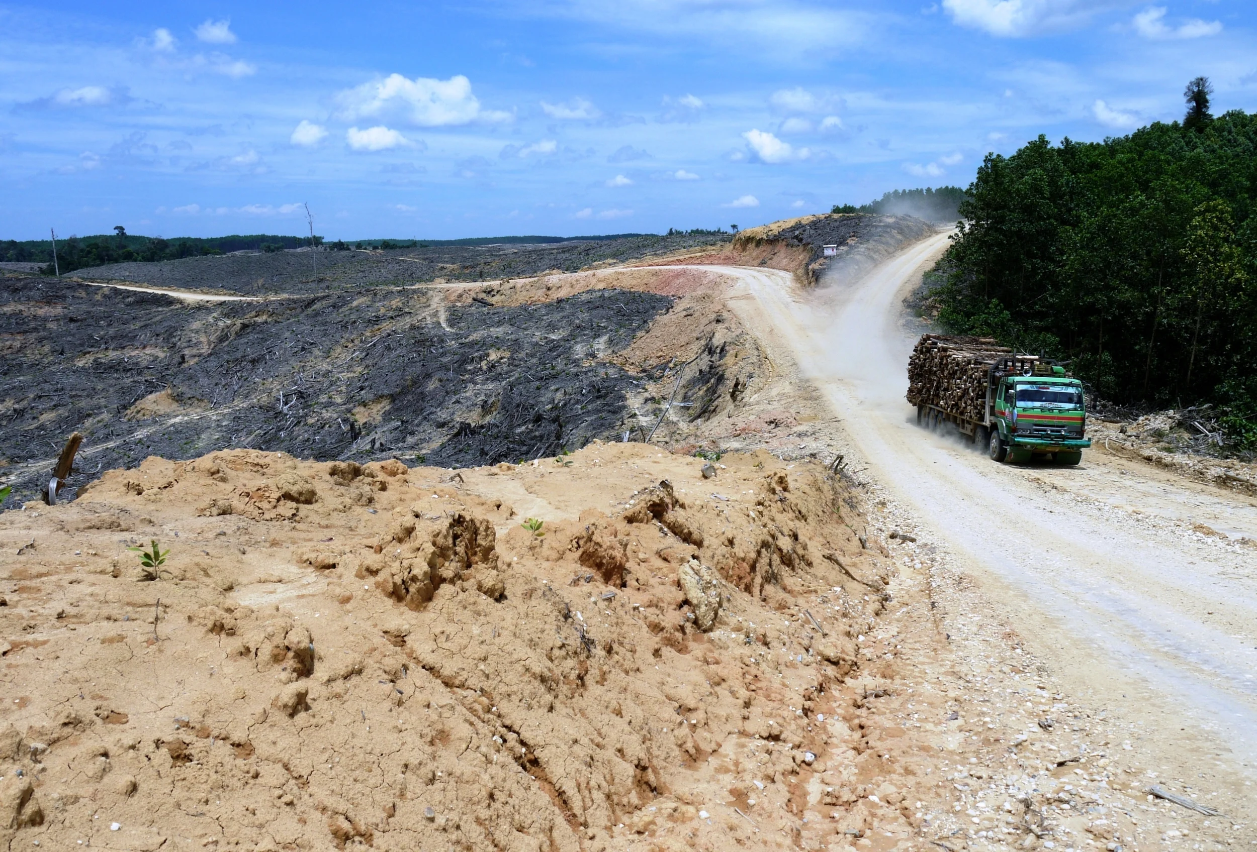 A rainforest cleared for wood pulp in Sumatra (photo by William Laurance)