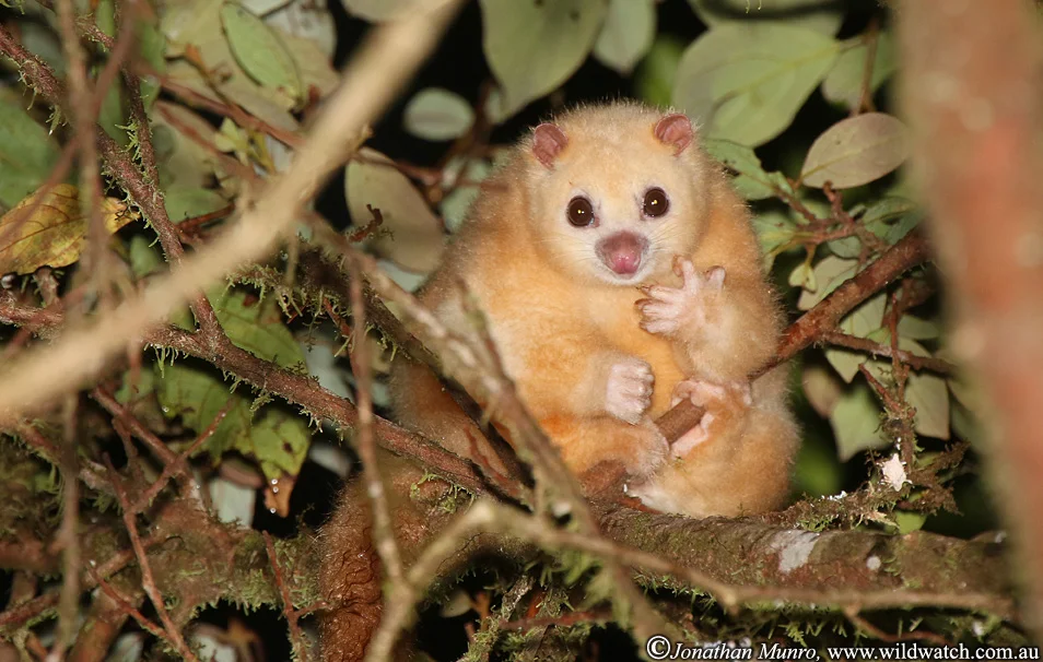 Iconic species in trouble... the white lemuroid possum, found only in the Queensland Wet Tropics, was driven to the edge of extinction by a 2005 heat wave (photo (c) Jonathan Munro)