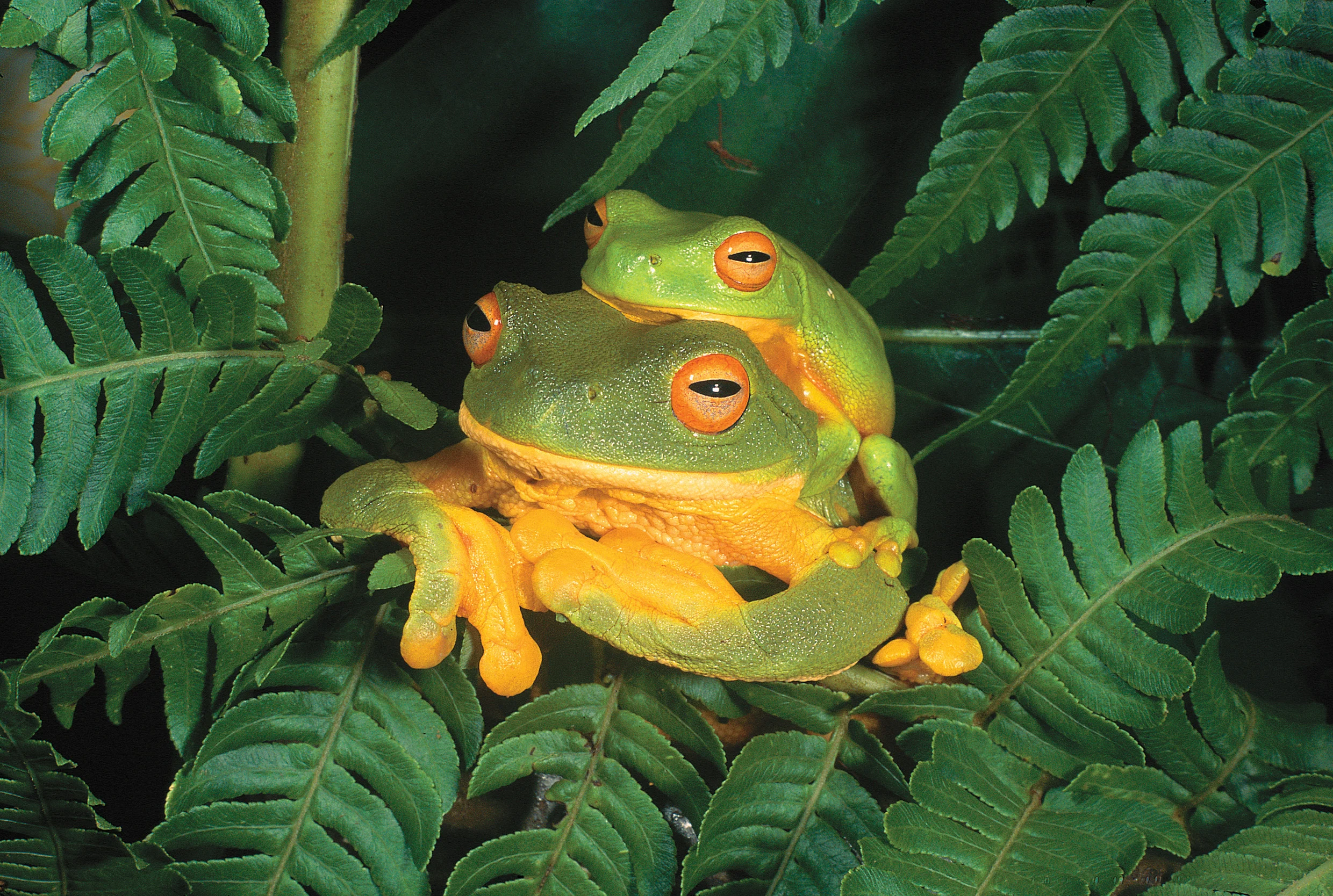 Biodiversity in retreat... many frogs are imperiled (photo by Mike Trenerry)