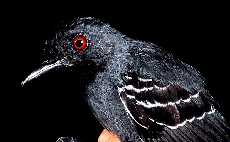 The world's biologically richest rainforests (photo by William Laurance)
