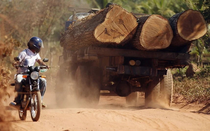 Far too many roads are forest killers...