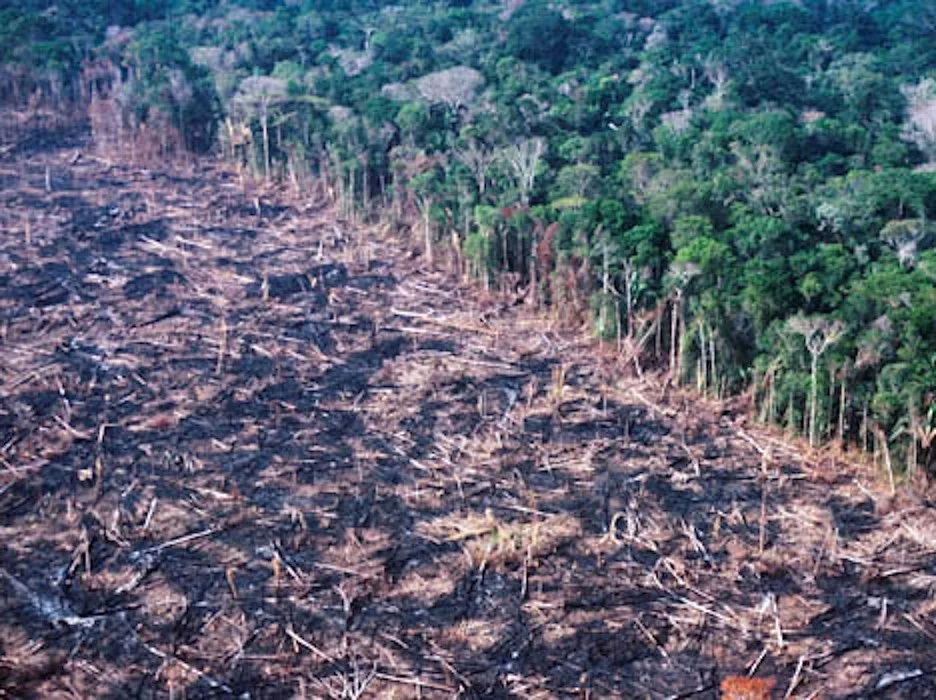 Rainforest destruction in the Peruvian Amazon...