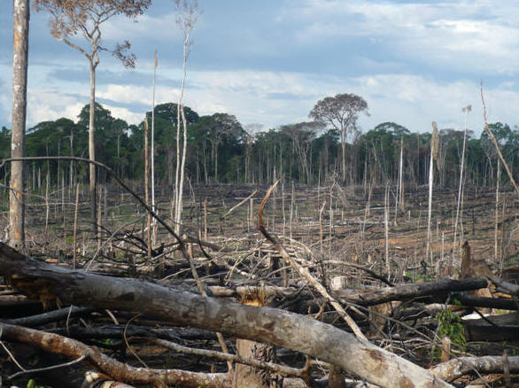 A rainforest dies in Peru