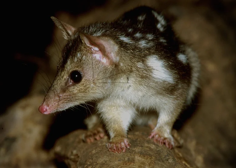 A northern quoll. This native marsupial 'cat' is suffering greatly in northern Australia.