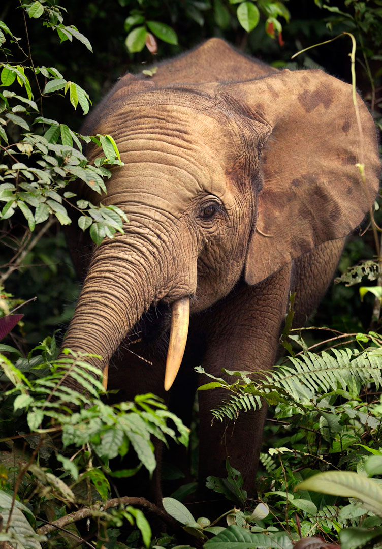 A forest elephant... not many places to hide anymore.