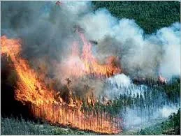 A boreal forest in flames