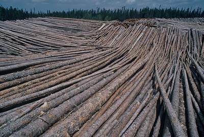 Massive stockpile of boreal timber