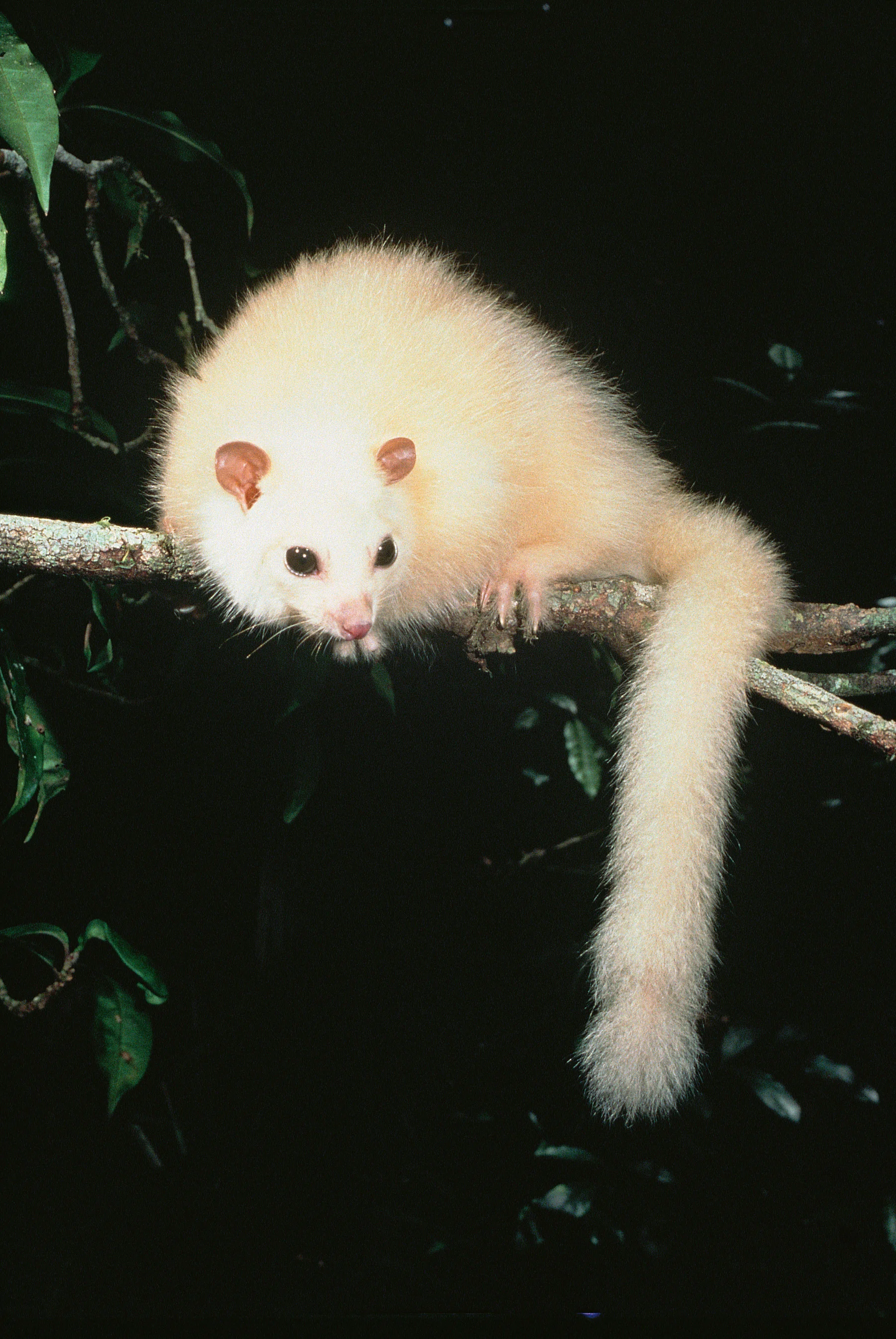 Possum in peril... the white lemuroid ringtail (photo (c) Michael Trenerry)