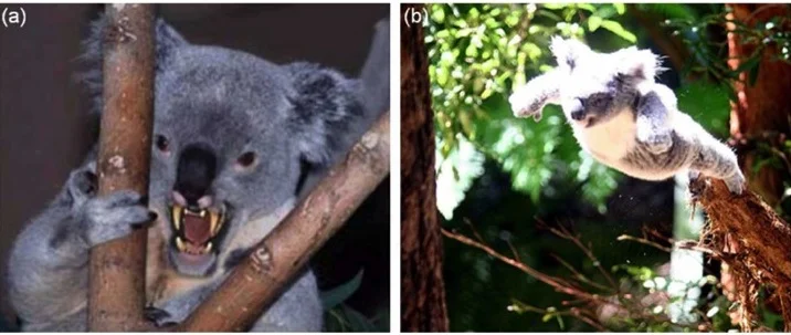 (a) An adult Drop Bear; (b) A Drop Bear attacking its prey.