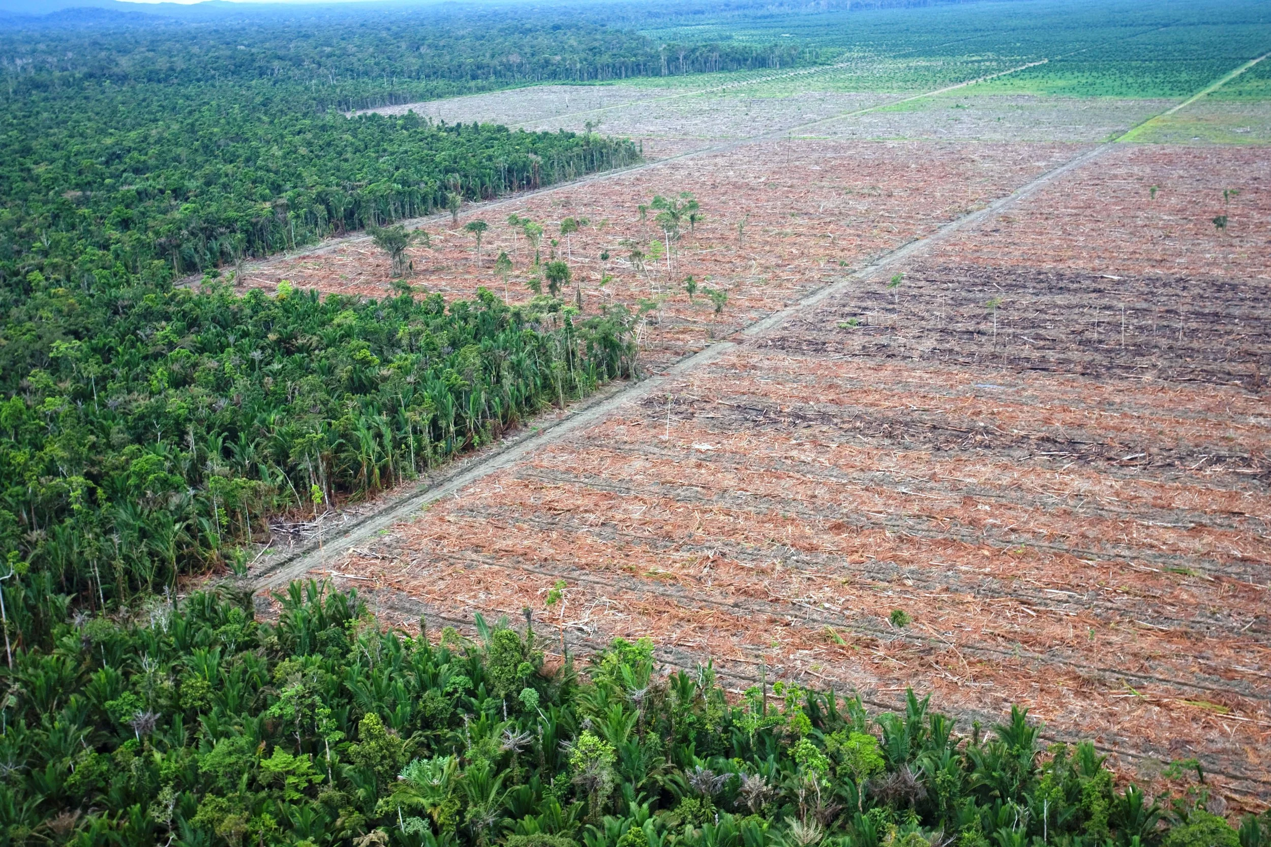 Rampant oil palm development in Indonesia New Guinea (photo (c) Ardiles Rante, Greenpeace).