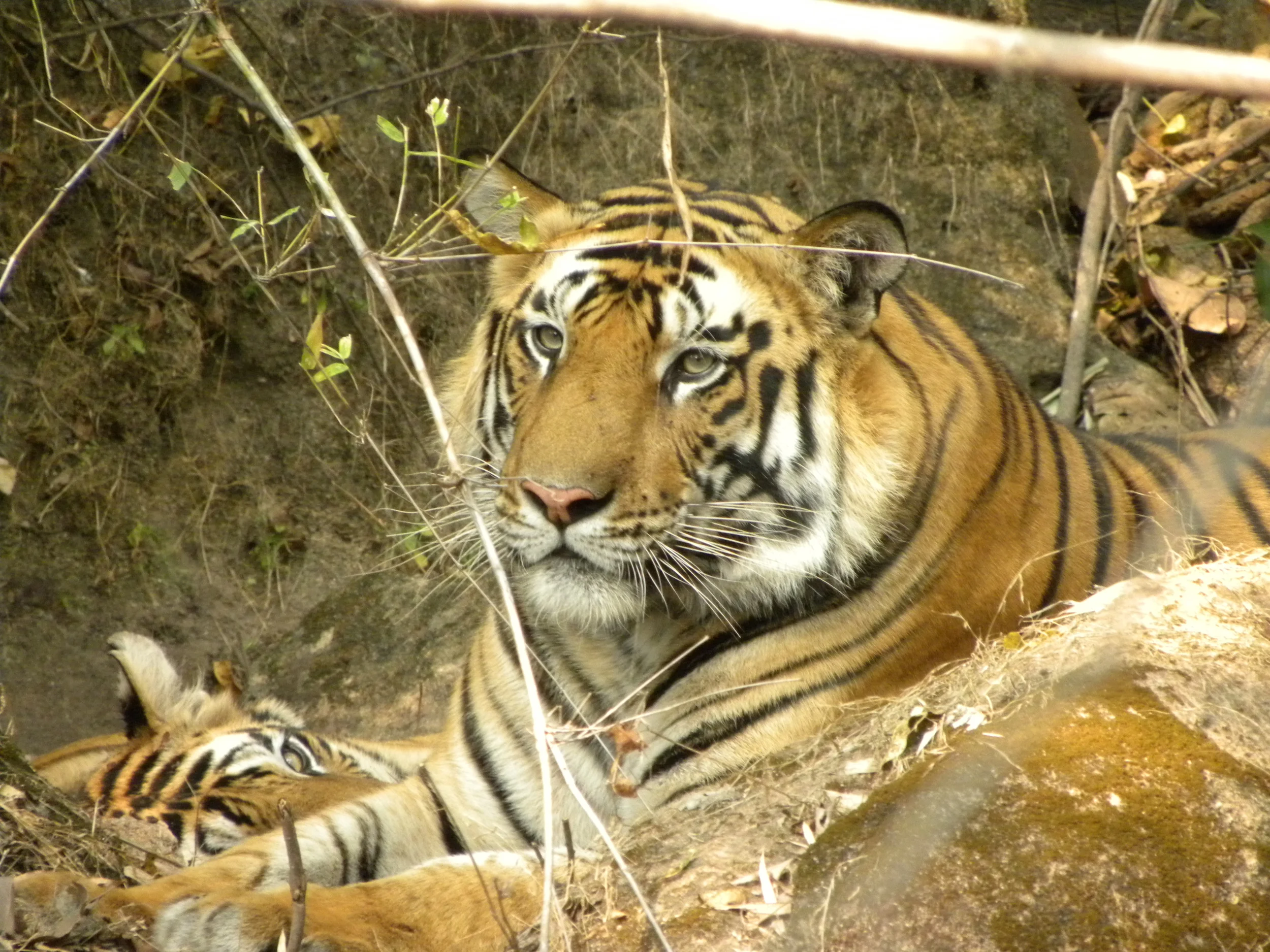 An Indian tiger (photo by Priya Davidar)