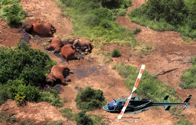 Mass slaughter of elephants in Kenya.