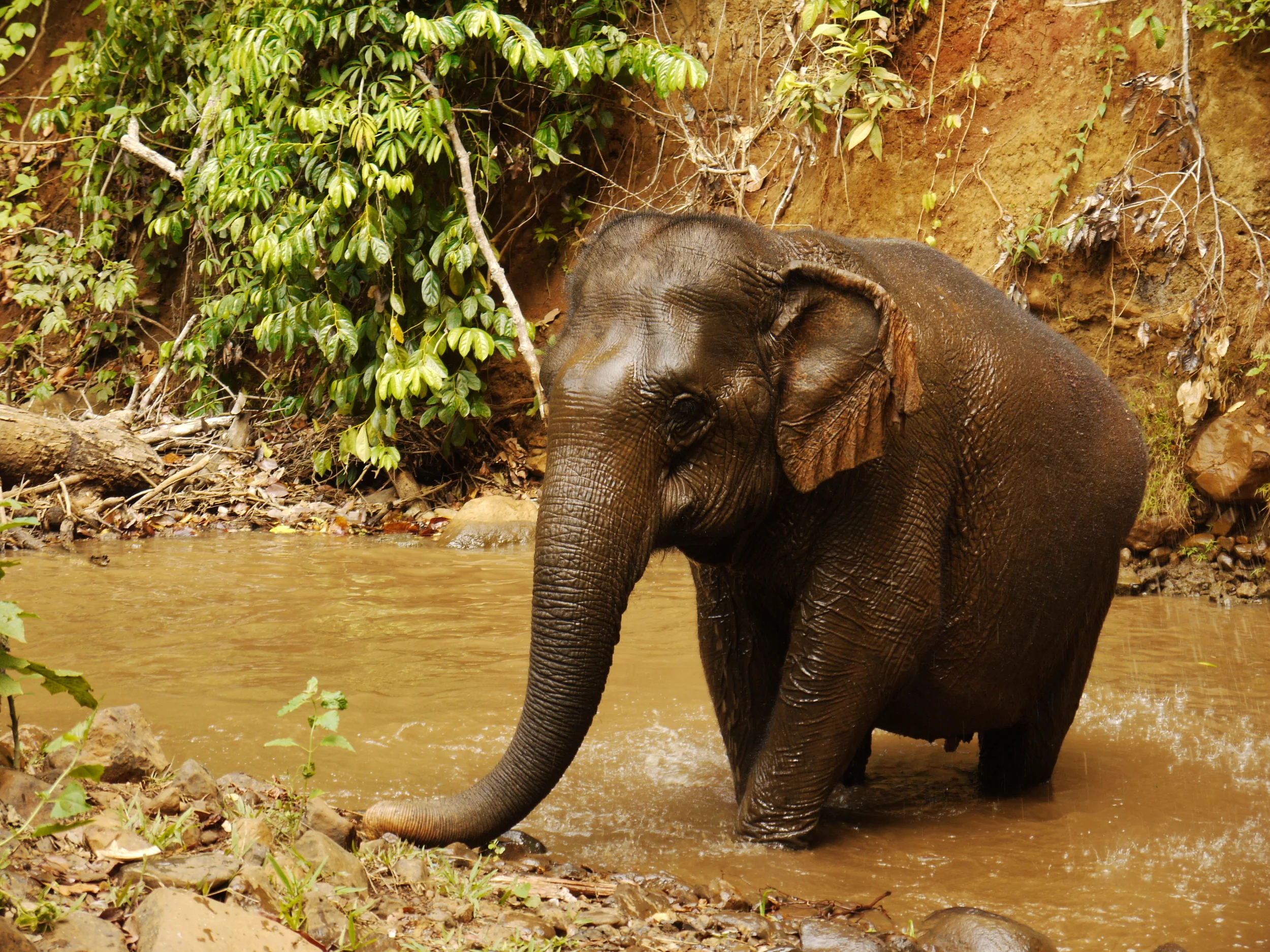 Protecting biodiversity takes effort -- but it's worth it (photo by William Laurance)