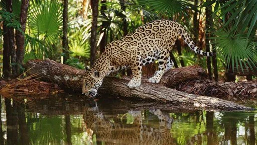 Forests are a vital source of clean water -- and important for lots of other reasons too.