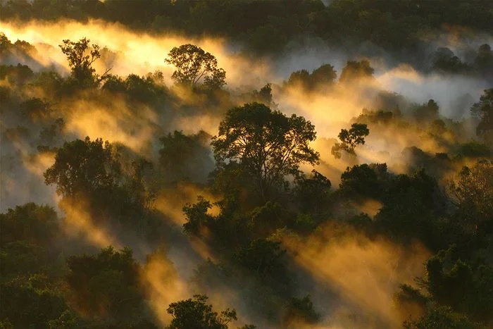 Forests are natural cloud-makers.