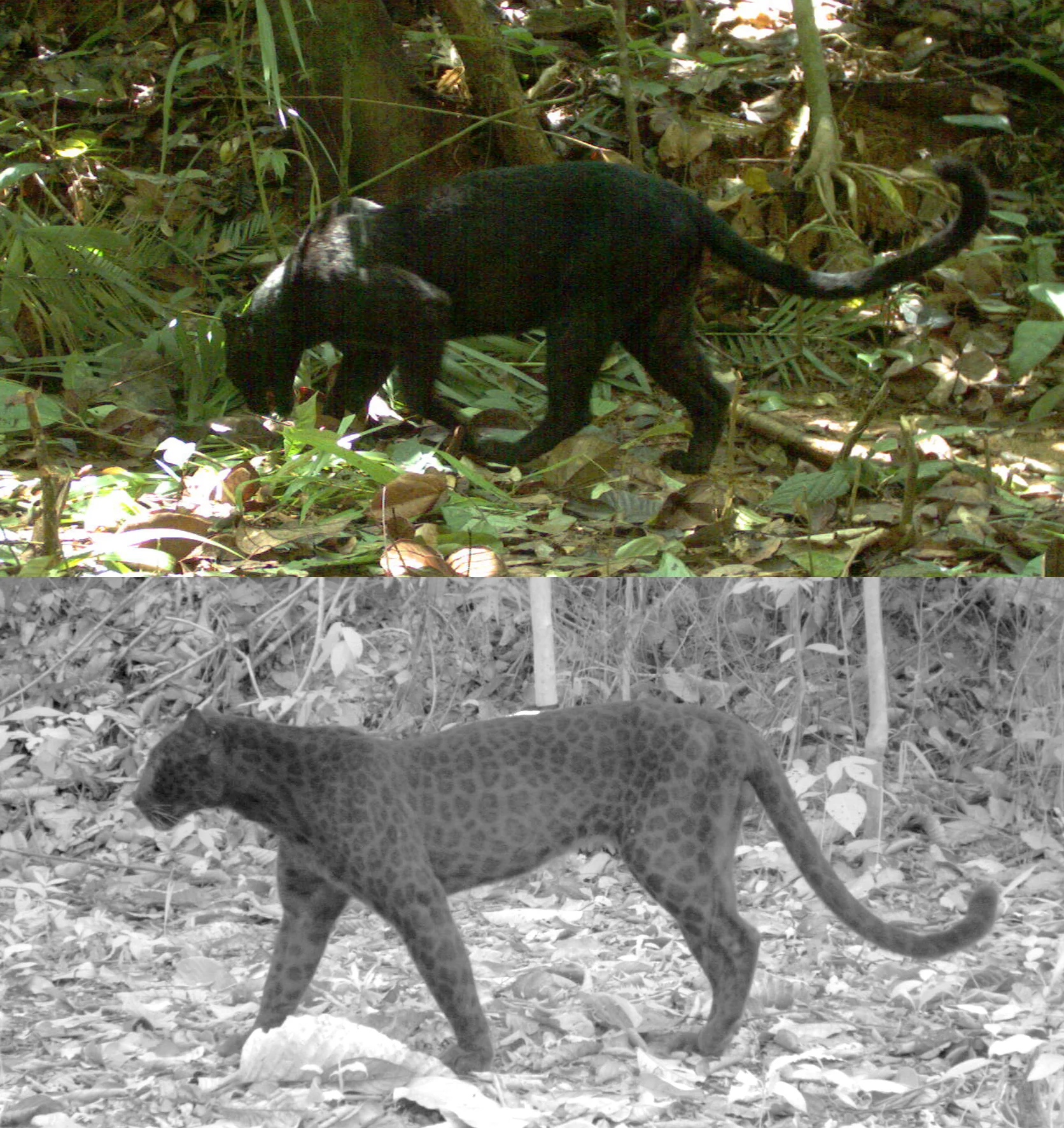 Automatic photos of black leopards without and with an infrared flash (images (c) Rimba).