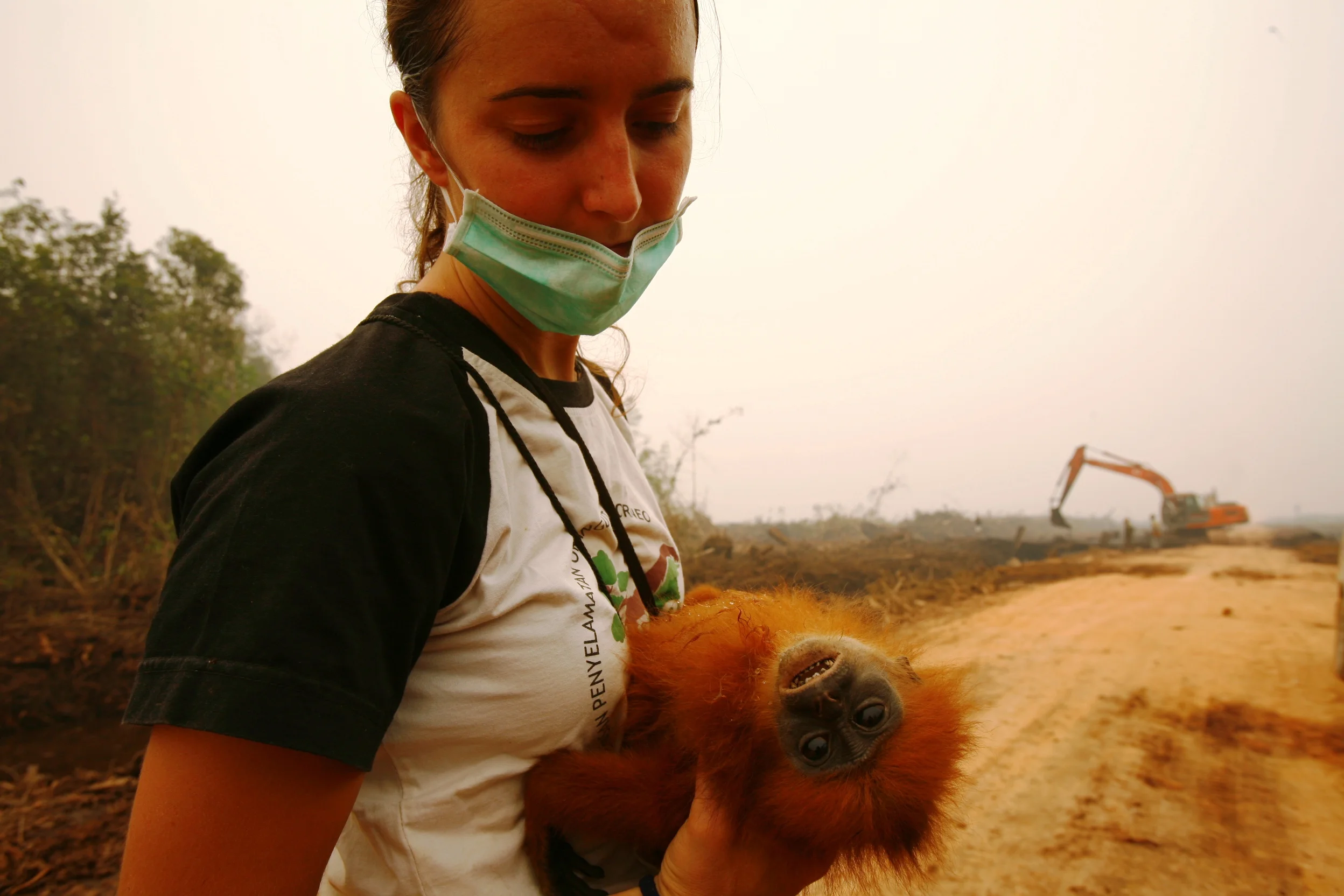 The high cost of deforestation (Photo (c) Tantyo Bangun)