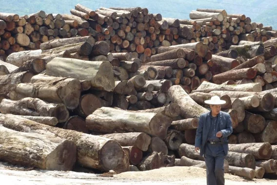 Timber smuggled from Myanmar to China