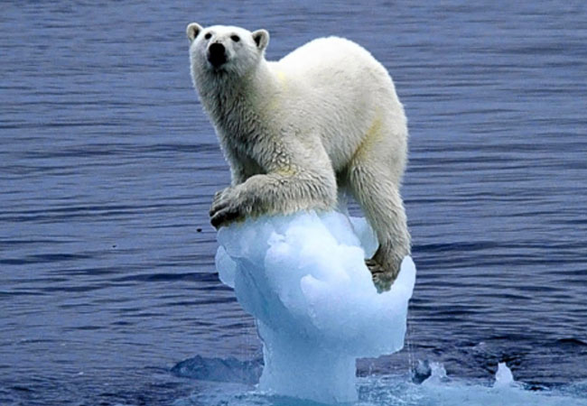 Clinging to survival